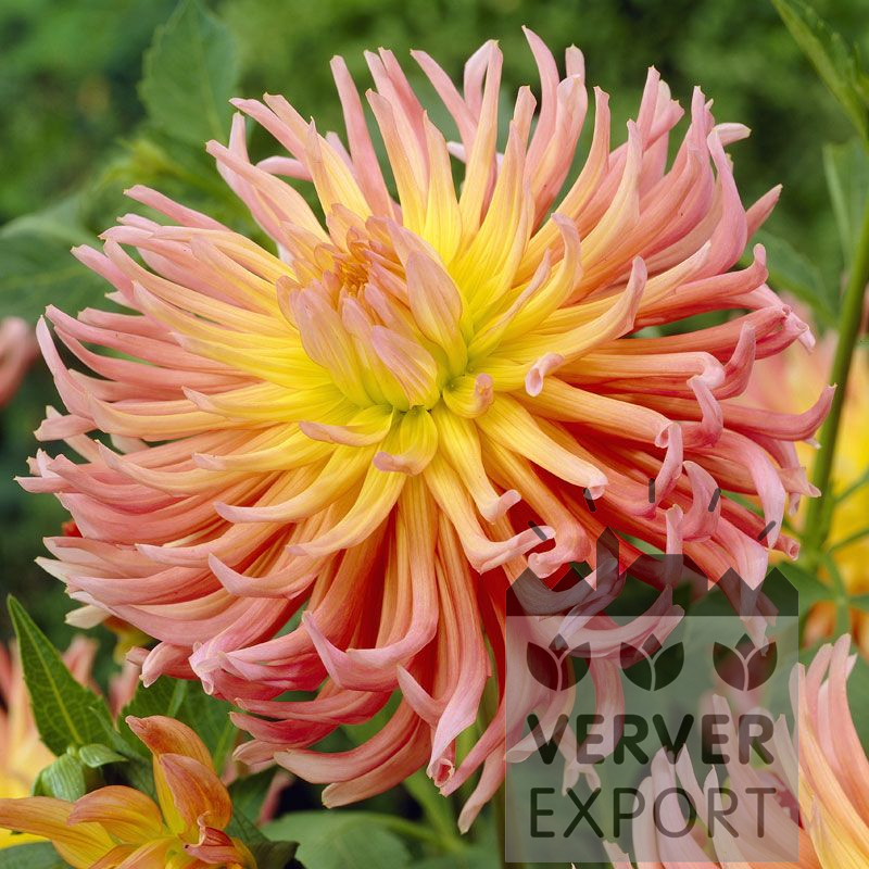 22099 Dahlia ‘Alfred Grille’