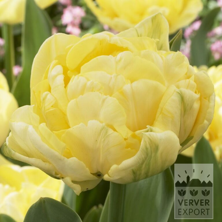 Tulpen 'Yellow Mountain' (12248)