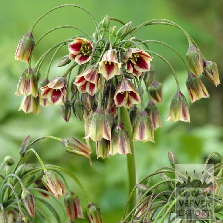 Nectaroscordum siculum (16088)