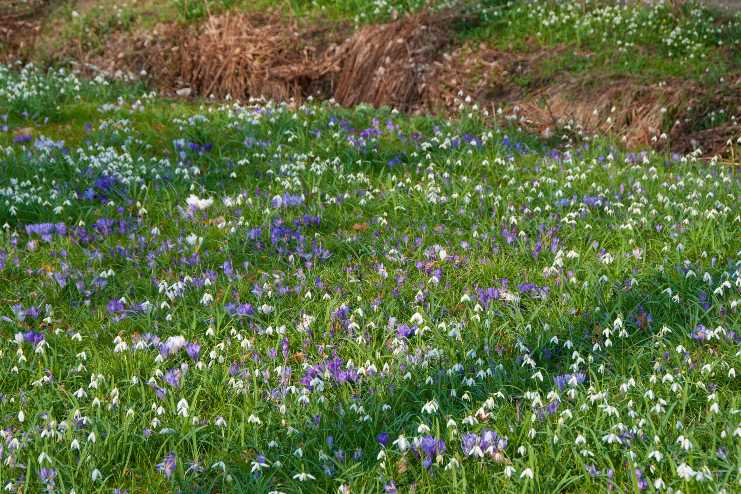 Crocus Galanthus