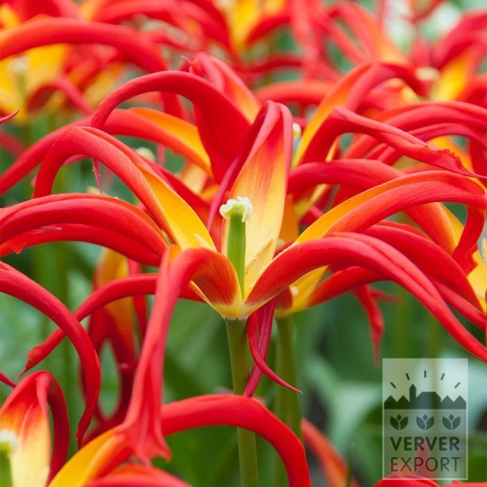 Tulpen 'Go Go Red' (12880)